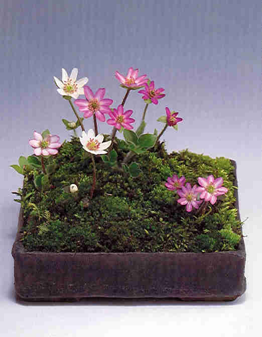 Accent_1.jpg (25945 bytes)