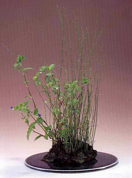 Accent_3.jpg (42304 bytes)