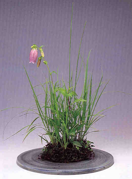 Accent_5.jpg (27559 bytes)