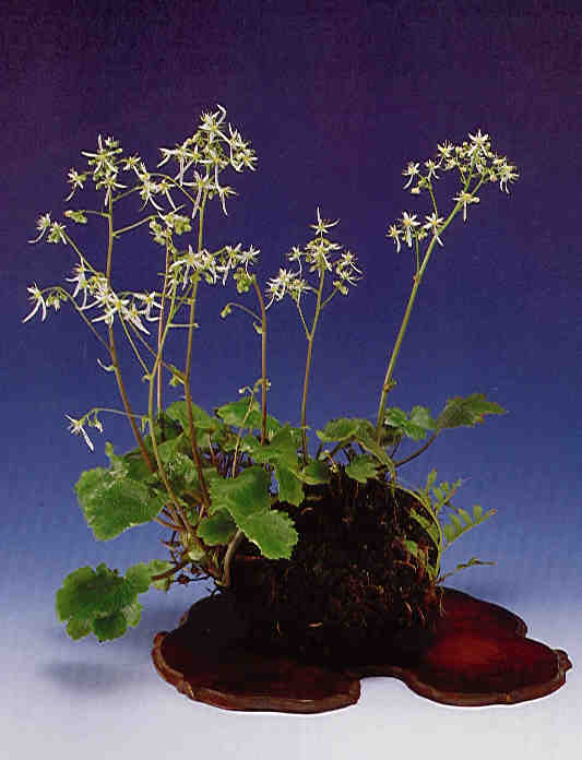 Accent_6.jpg (31338 bytes)